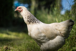 Our Canton Chiropractor recommend free-range chicken raised without chemicals